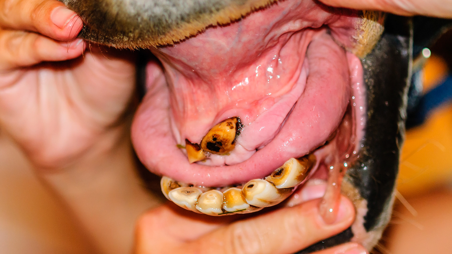 Missing the upper incisors except for the remaining stubs but in great body condition and grazing easily.