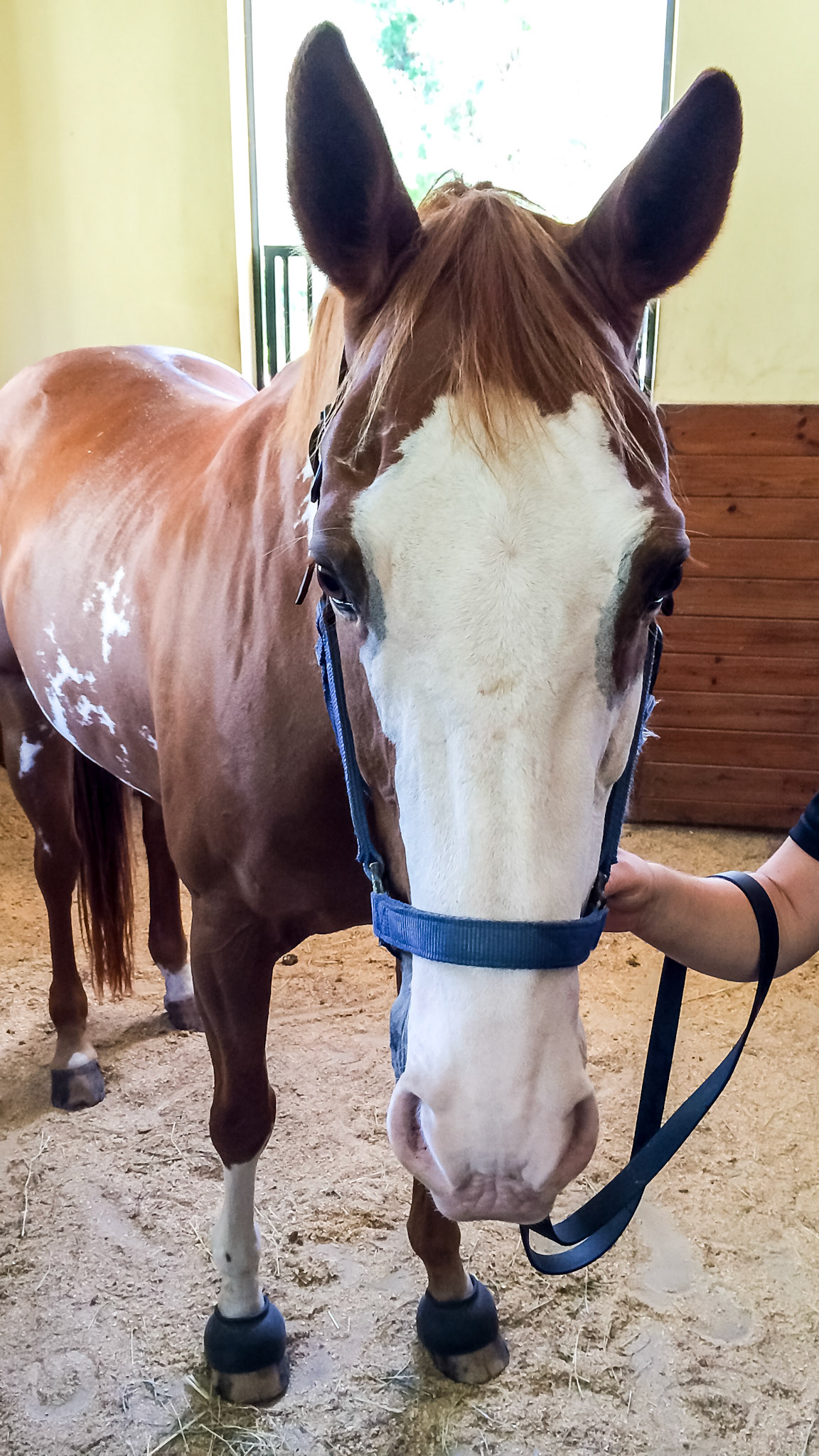 Skewbald 2 or more colors one of which is white and the others not being black.  The opposite of piebald.