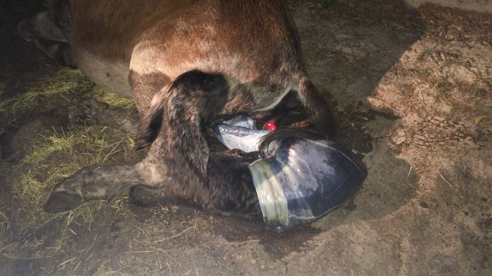 16/29 - Donkey birth - This is the normal position of the foal which is basically tangled up in the hocks of the mare and the hind hooves either out or still in the mare.  This is a resting point for the mare. This is when the foal learns to breathe air. This is when the amnion breaks on its own.  This is when you remain quiet and out of the stall with one exception - you need to get the amnion off of the nostrils if it happens to be there but make it quick and DO NOT DISTURB THE MARE.  The longer she remains laying down the longer there is for the blood from the mare to continue pumping into the foal.