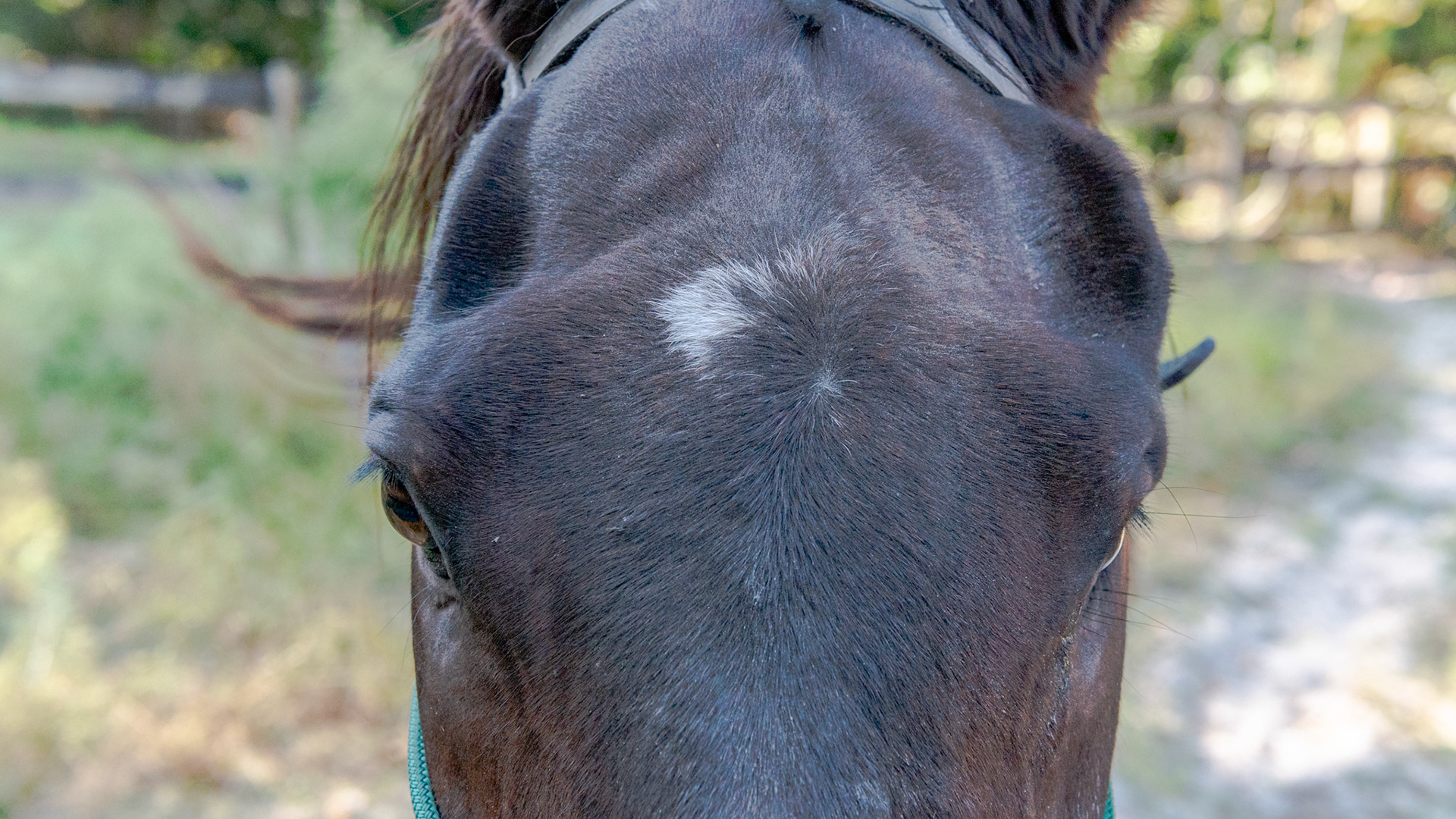Old fracture from trauma to head.  This does not affect his ability to chew.