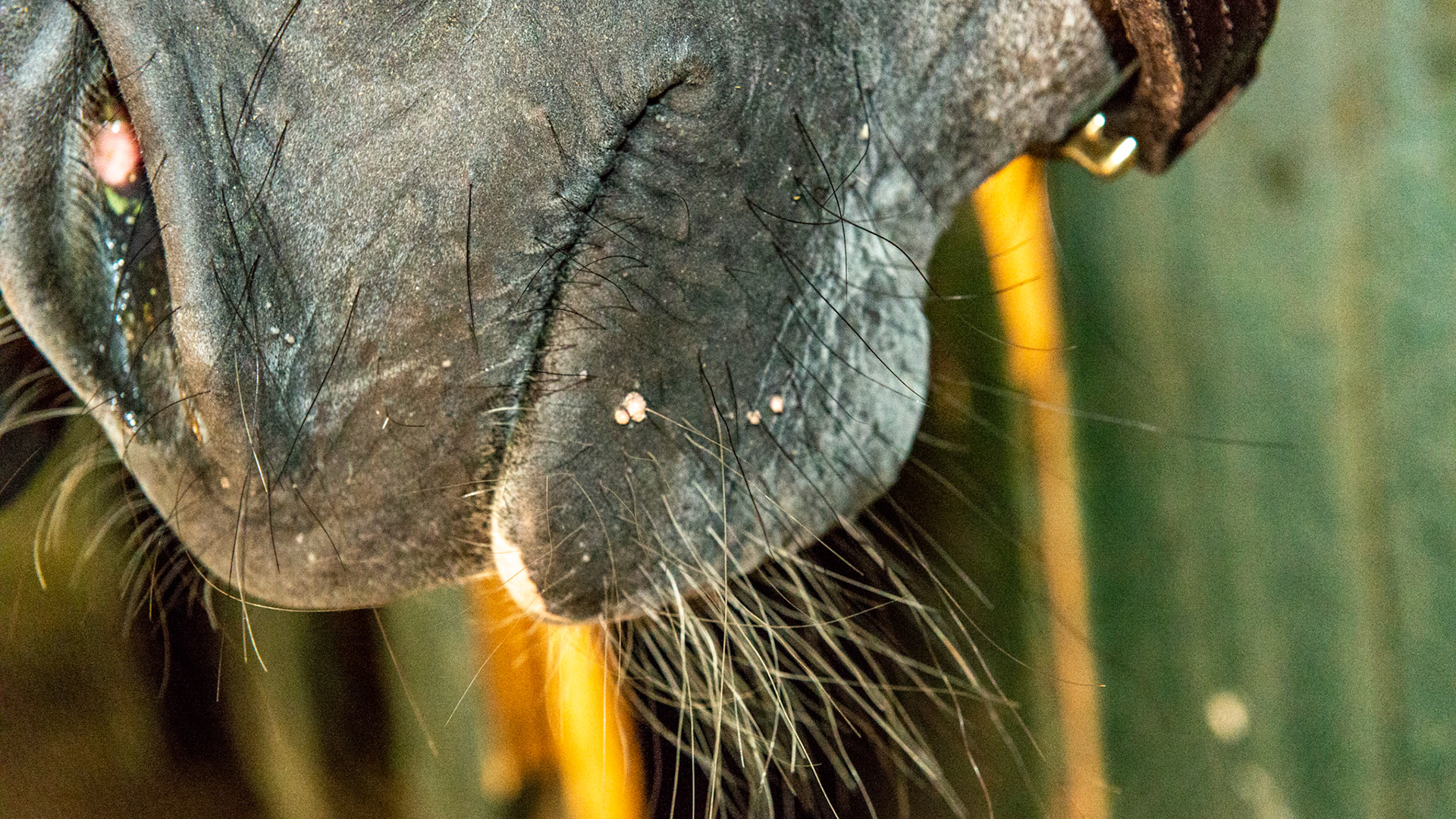 Warts on the mouth of a 3 year old TB filly