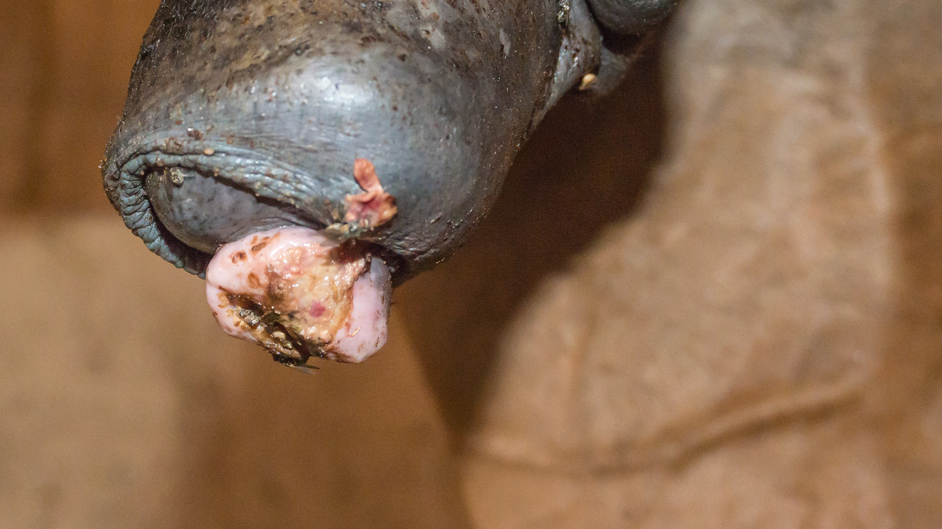 Horse D - 11 yr old WB gelding just came to this owner with this necrosis on the end of the penis. No diagnosis yet. Suggested biopsy but most likely a summer sore with the possibility of squamous cell.