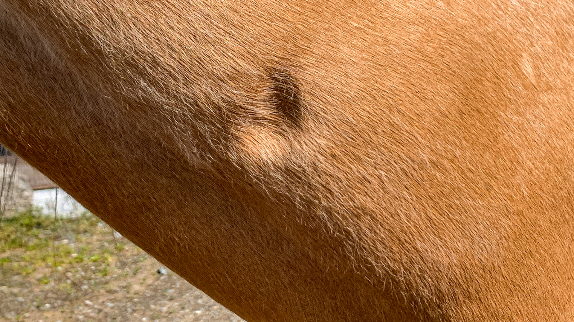 A neck dimple in a mature horse. Some people call this "God's thumbprint."