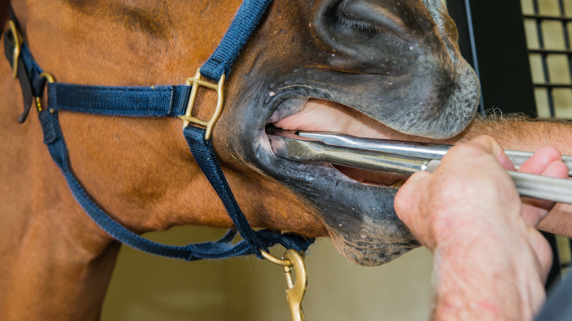 Cheek teeth fracture horse 8 -Extraction of fractured piece from buccal 107 with associated buccal ulcer.  Use of the right hand to place the forcep tips.