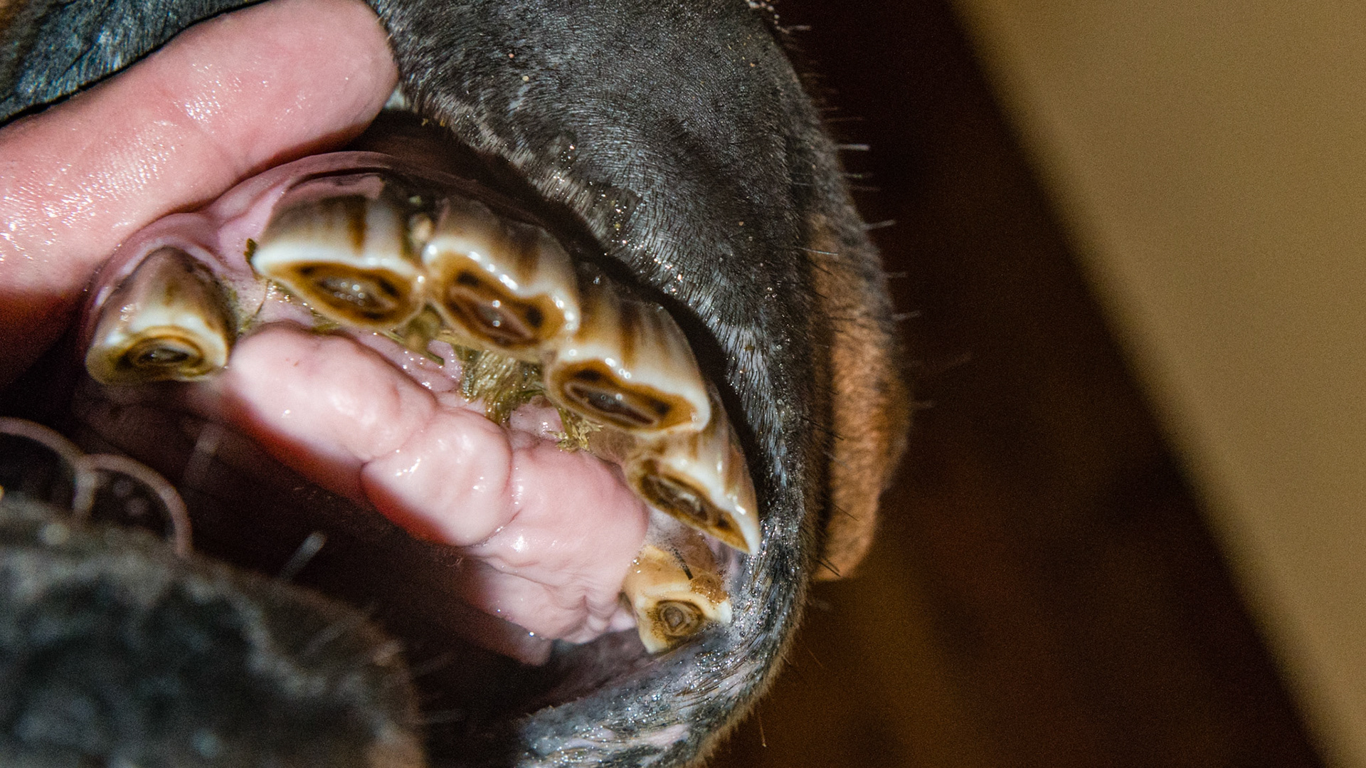 Avulsion fracture of the upper incisors. Feed is trapped behind the displaced incisors where the tongue cannot clean.  There was a bad odor from this area.  The owners were instructed to brush this area and flush with Peroxyl.