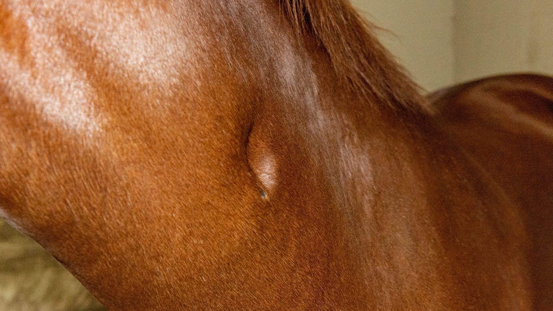 This is a neck dimple and is commonly called a thumbprint and some call it the thumbprint of God. These can be found anywhere on the neck and is a common birth anomaly.