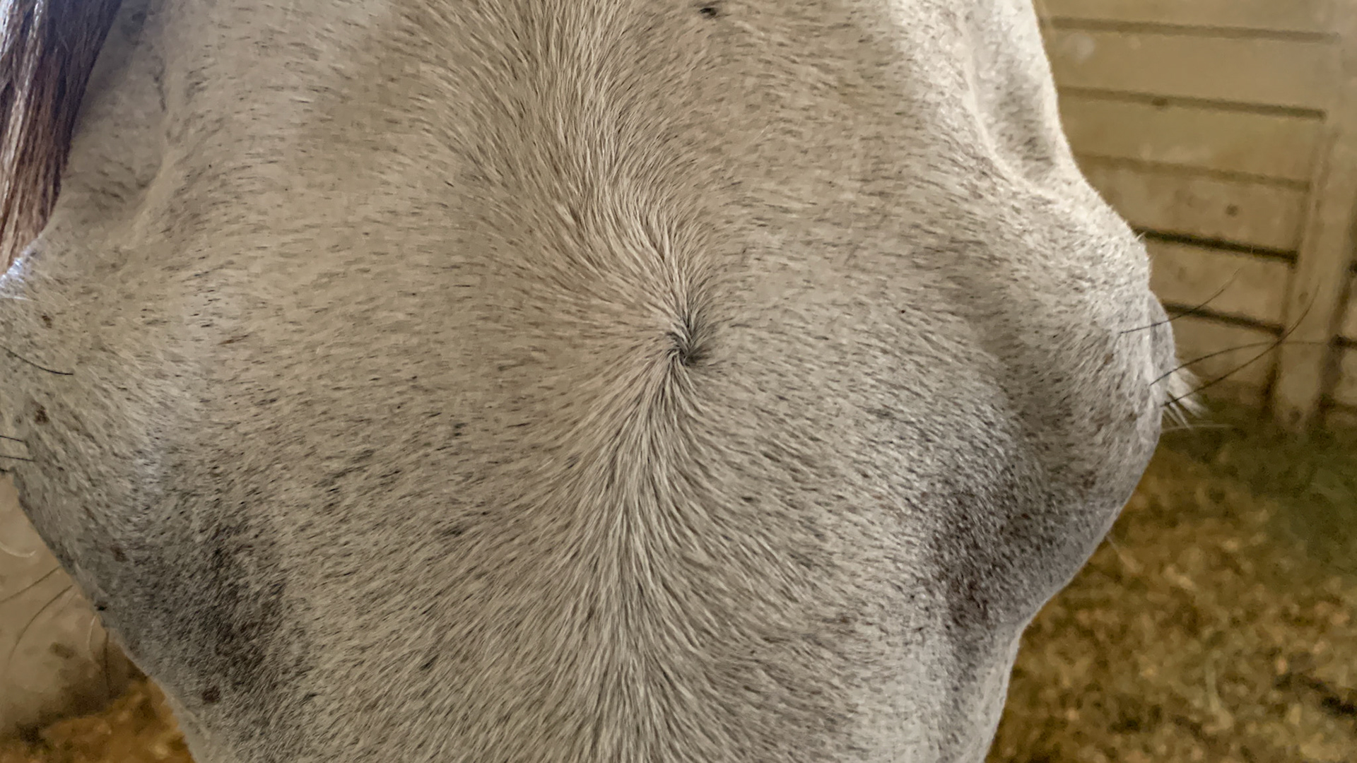 A whorl on the face.