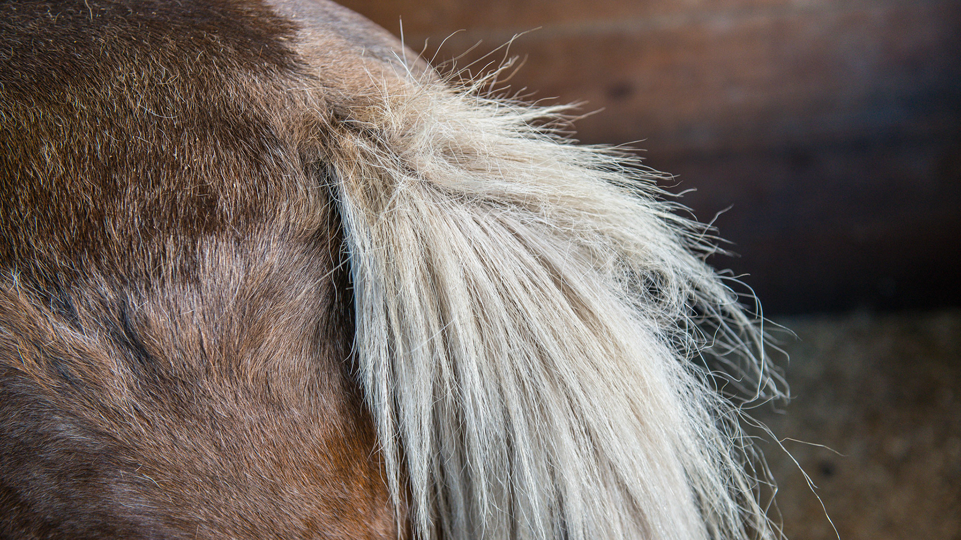 Rubbing the tail - The hair at the top of the tail is frayed from this pony rubbing his butt.  The itch is not on the tail but inside the anus.  Clean the anus out with a wash cloth and warm water with soap then wipe with your finger a generous amount of hydrocortisone cream (off the shelf at your local pharmacy) into the anus.  Another way to do this is to just squirt a generous amount of hydrocortisone cream directly into the anus plus or minus inserting one finger and distributing it evenly.  Vaseline® will also work.