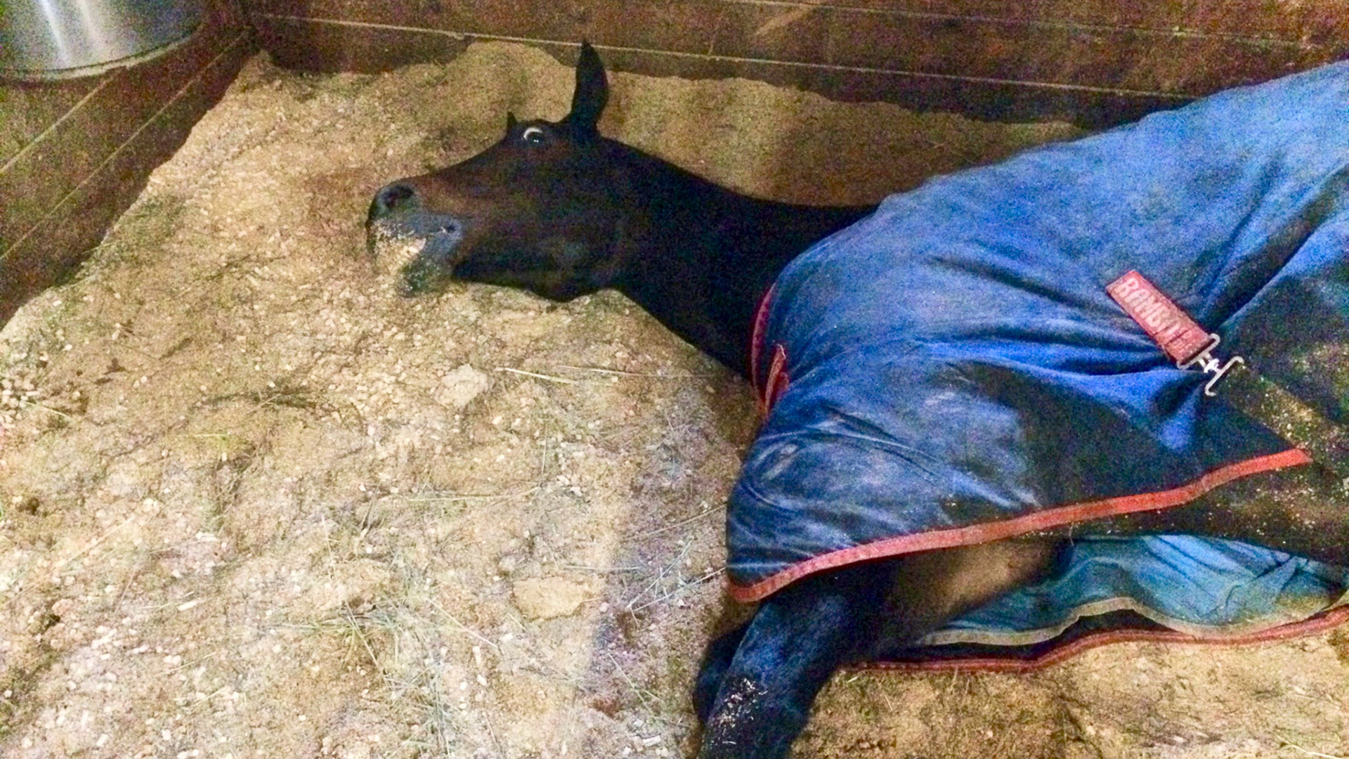 A horse in colic versus a resting horse - there is bedding on the muzzle and the face has a distressed look.