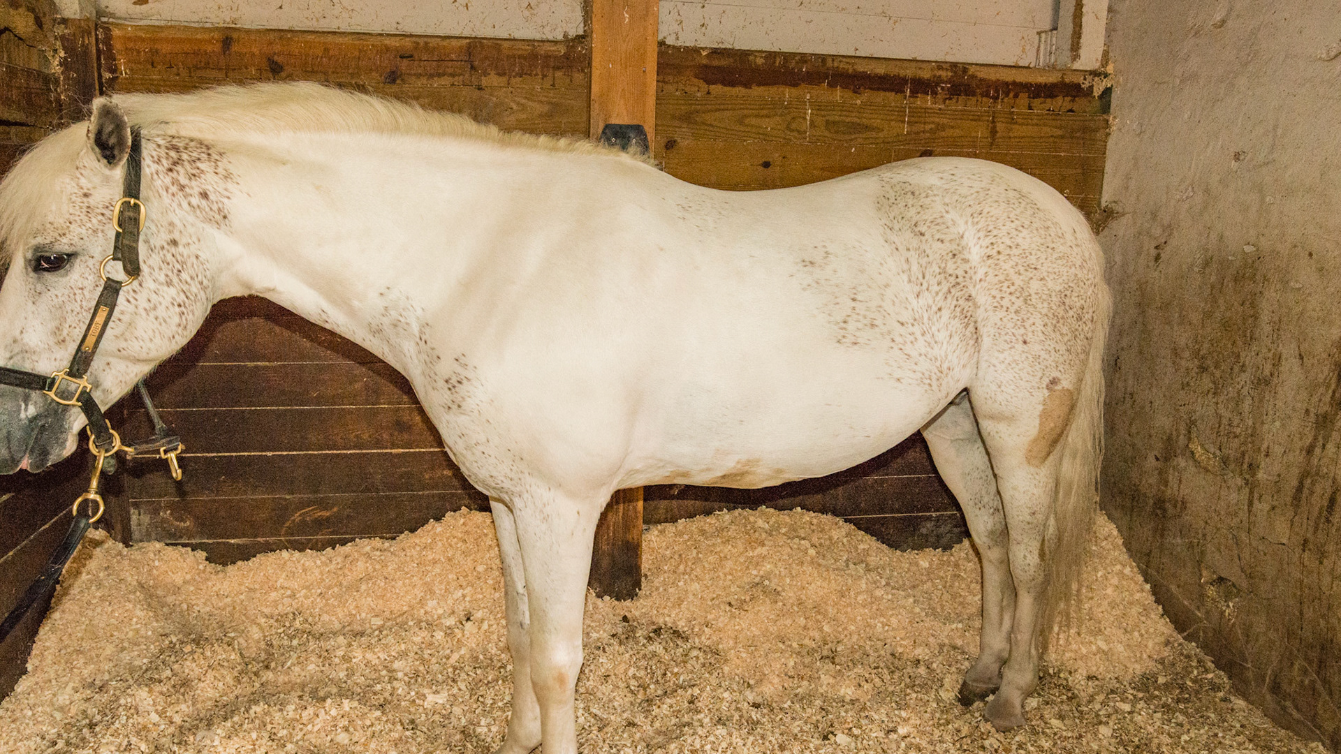Flea bitten gray and white tobiano paint pony.  Horse A - BCS 6 - Moderately Fleshy ~ A slight trough above the backbone but not the tail head.  Fat can easily be felt over the ribs and tail head and fat deposits can be seen along the withers, neck, and shoulders.