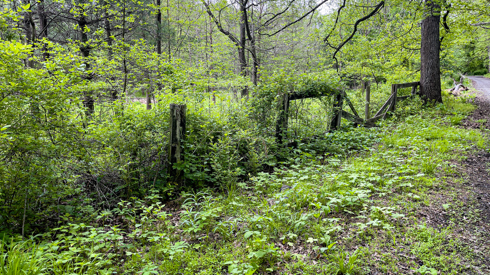 Entropy of a fence line coming out of winter in VA.