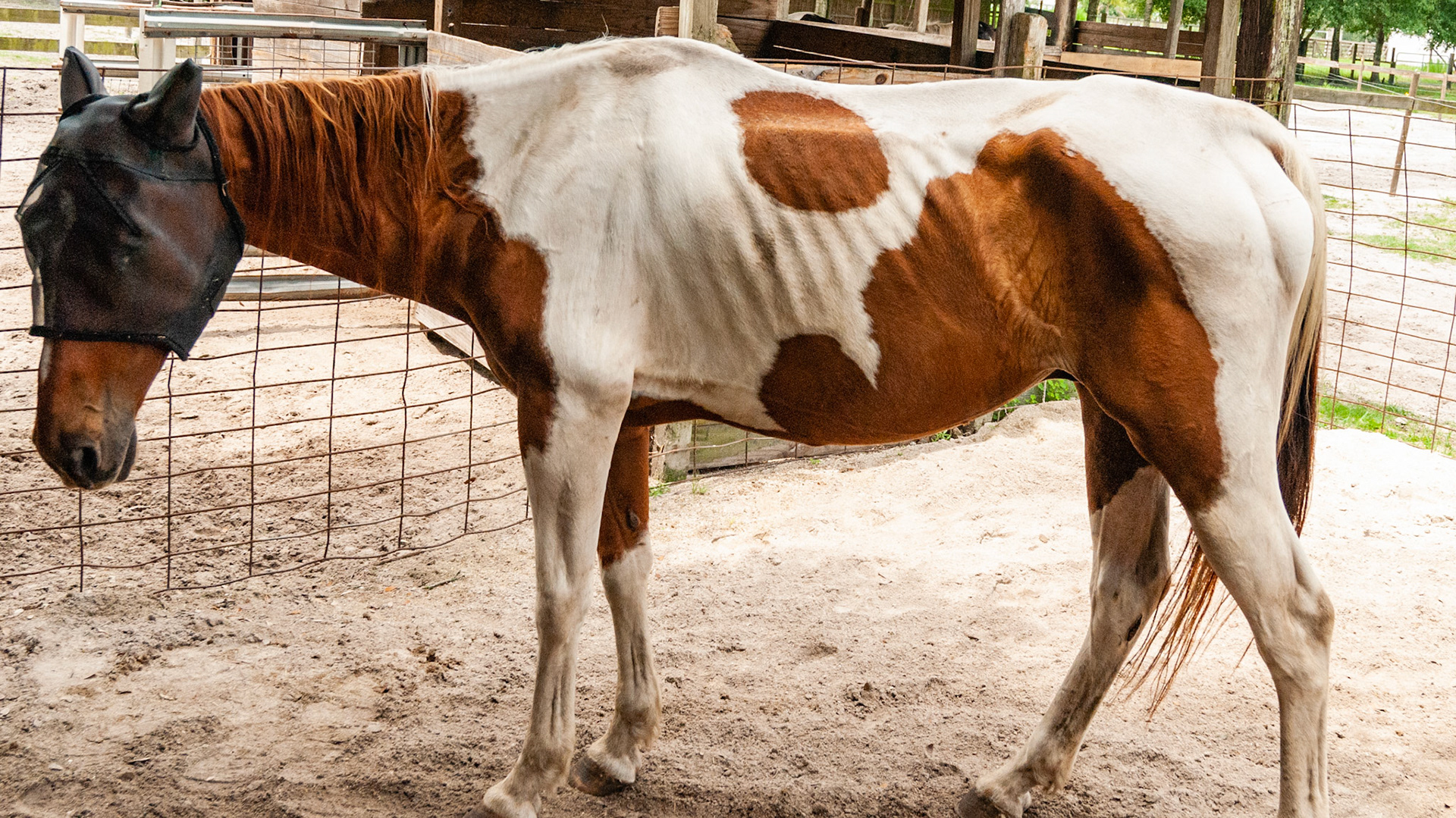 Horse A - BCS 3 - Thin - Slight fat covers the body so the skeleton is still discernible but doesn’t pop out.  There is a narrow space between the inner thighs.