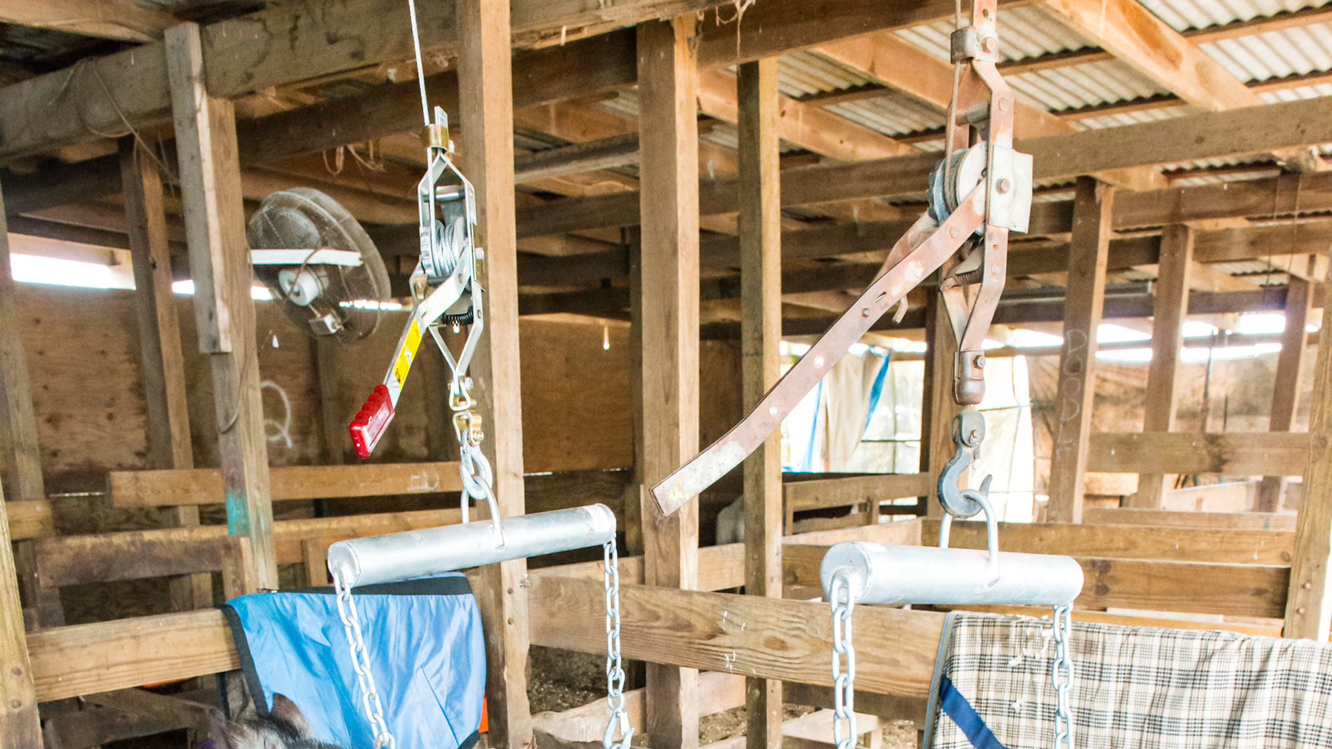 Molly's sling used for giving her rest as a decubitus sore resolves on the end of the stump.