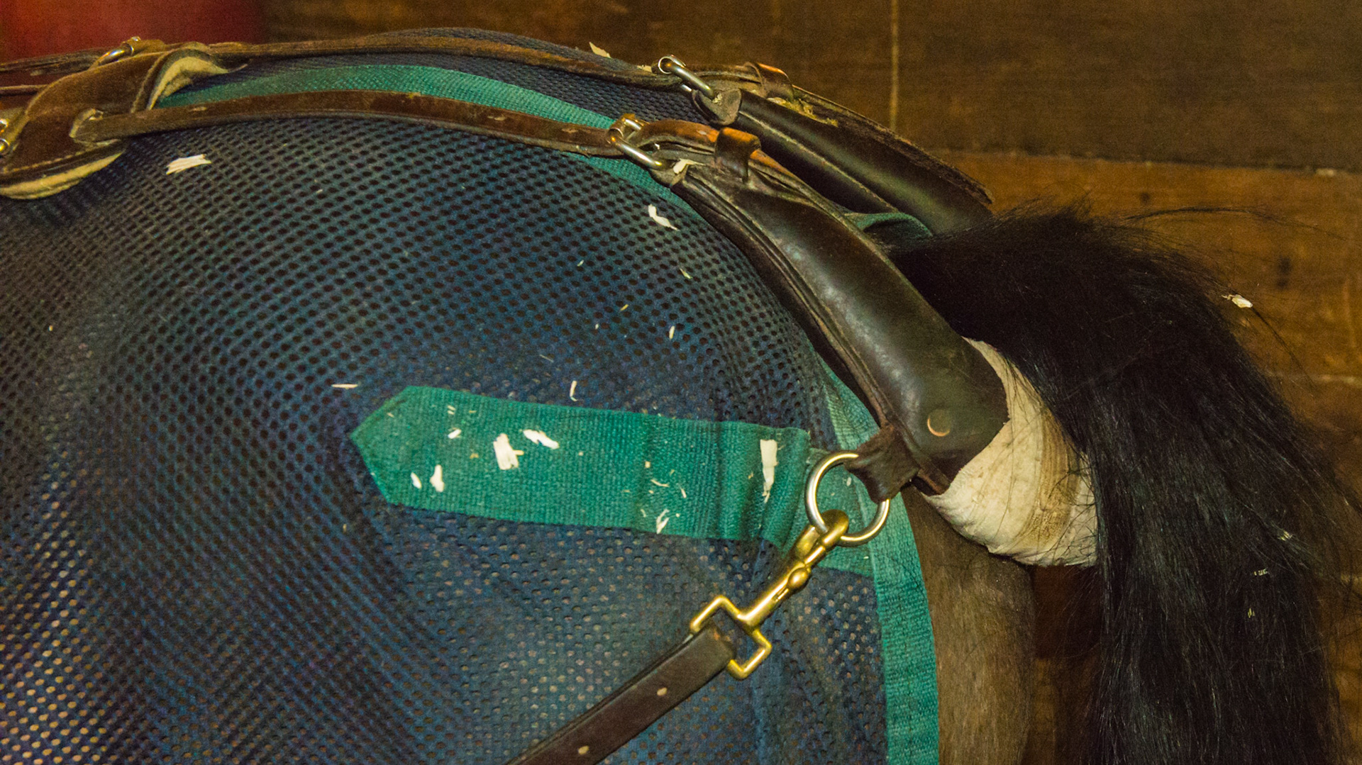 a "bussell" on a hackney pony. This slightly raises the tail which relaxes the muscles and prevents the horse from clamping it while showing. The tail is not "cut." This is not the same as a tail set which raises the horse's tail into a higher position.