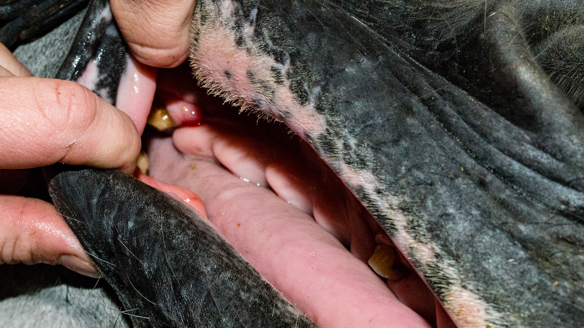 Large 1/2 inch soft tissue firm mass on bar just in front of #406 in a 12 year old horse. Non-painful. No issues with the bit.