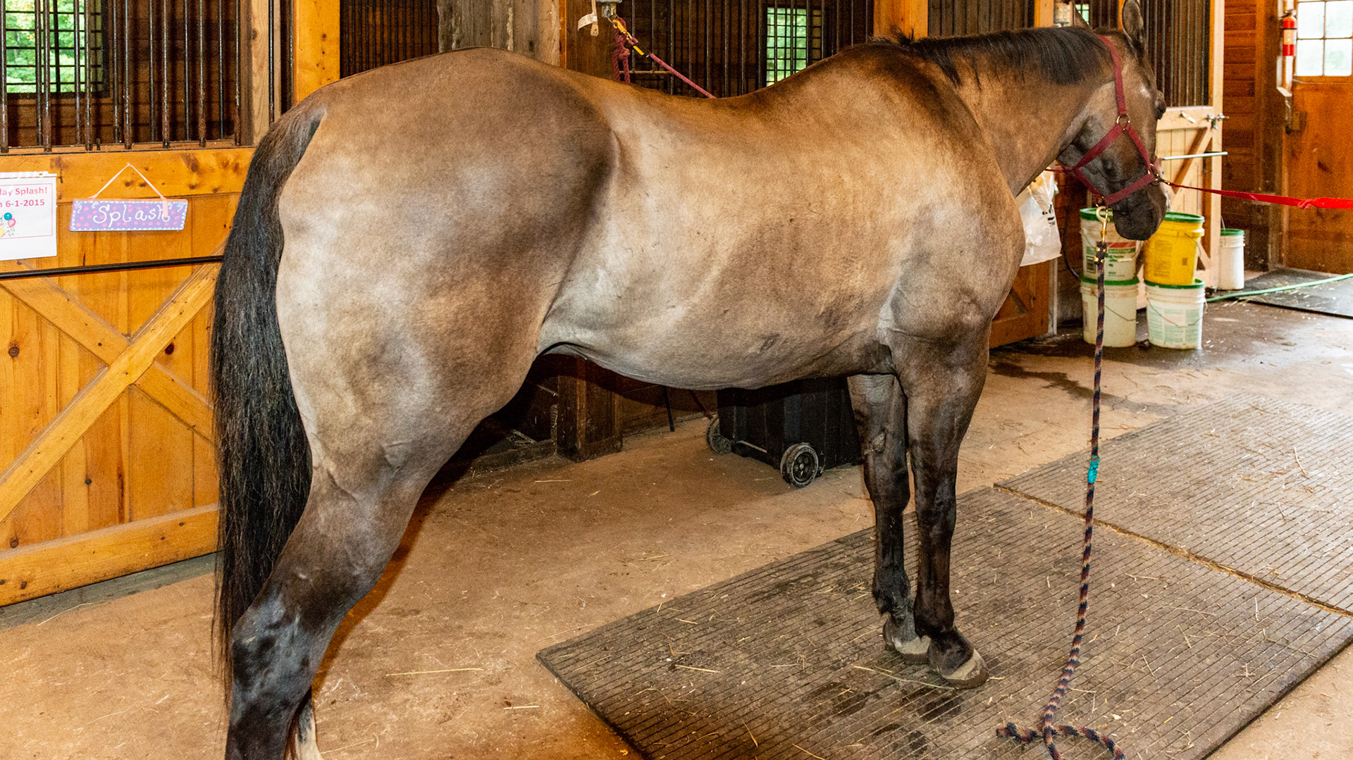 Grulla (Grullo) color has individual hair shafts that share the colors that make up the coat unlike a roans that have a mix of individually colored hair shafts.