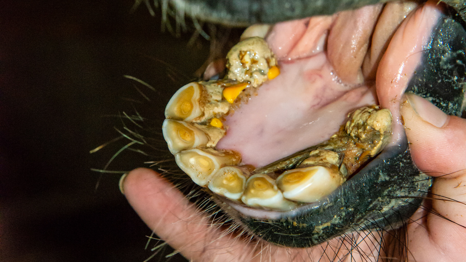 Tarter is rare behind the lower incisors but this pony had abundant tarter with corn embedded in it.