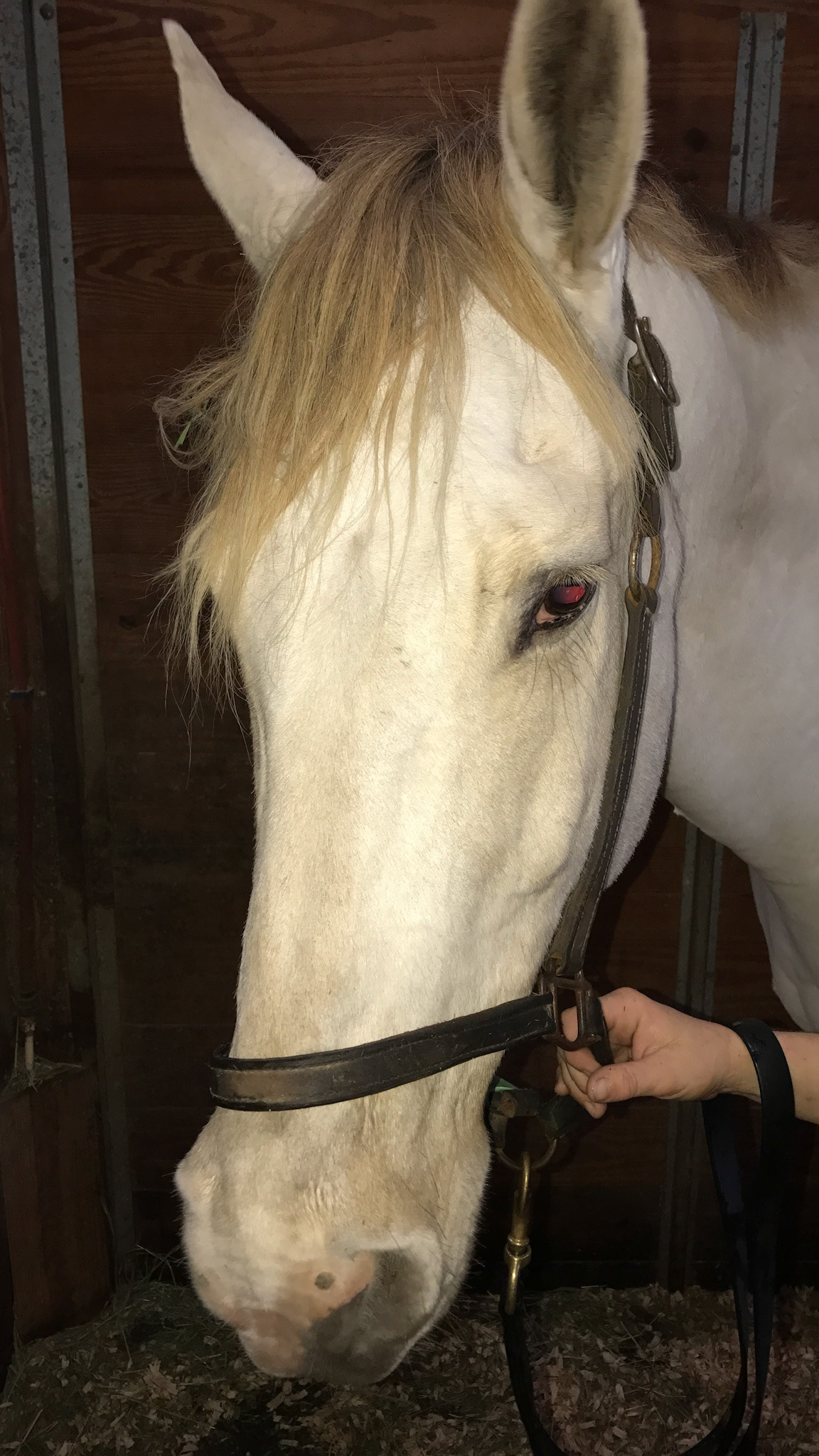 Dorsal stripe of a dun horse. Dun is a dilution of the base color and will dilute bays and chestnuts. However the dun color (varied) will always have a dorsal stripe,  Not to be confused with a buckskin which is a dilution of the bay color without a dorsal stripe.