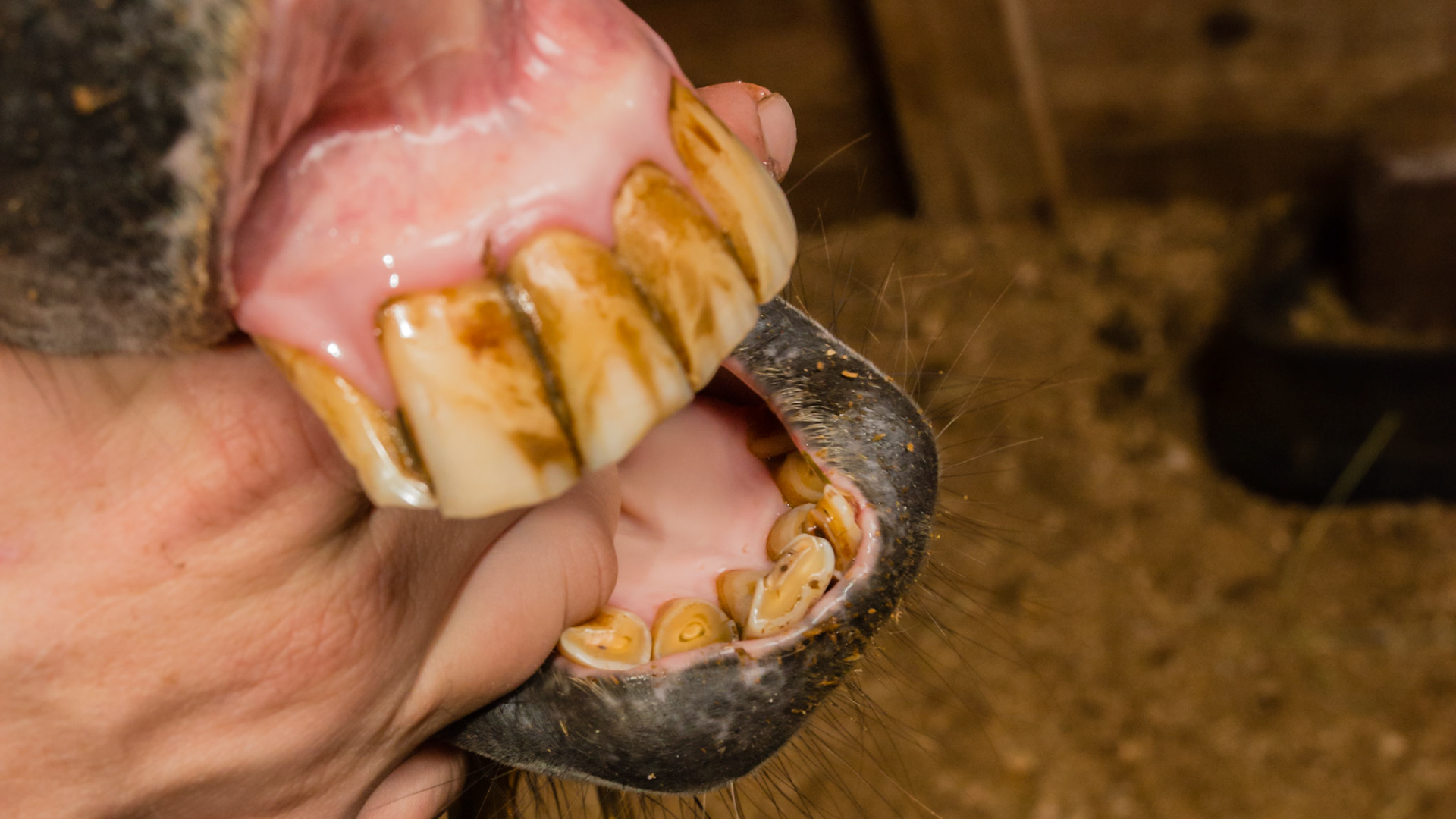 Horse B - Underbite in a Mini affecting only the 301 &amp; 401 - note the partial normal wearing of the 3/401's