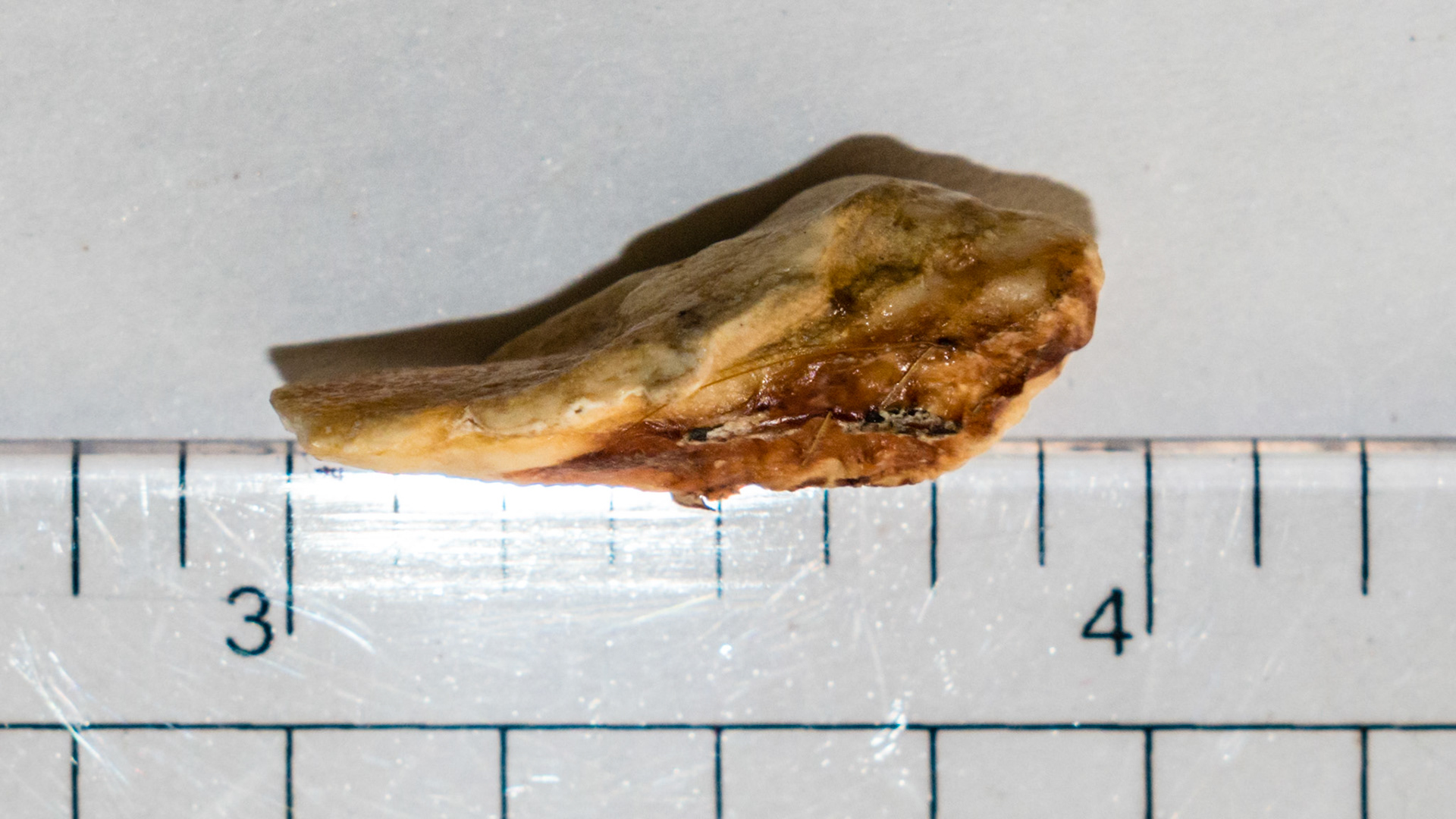 This cheek tooth fragment had been licked smooth and to a razor edge - evidence that it had been long standing in this very old  horse's mouth.