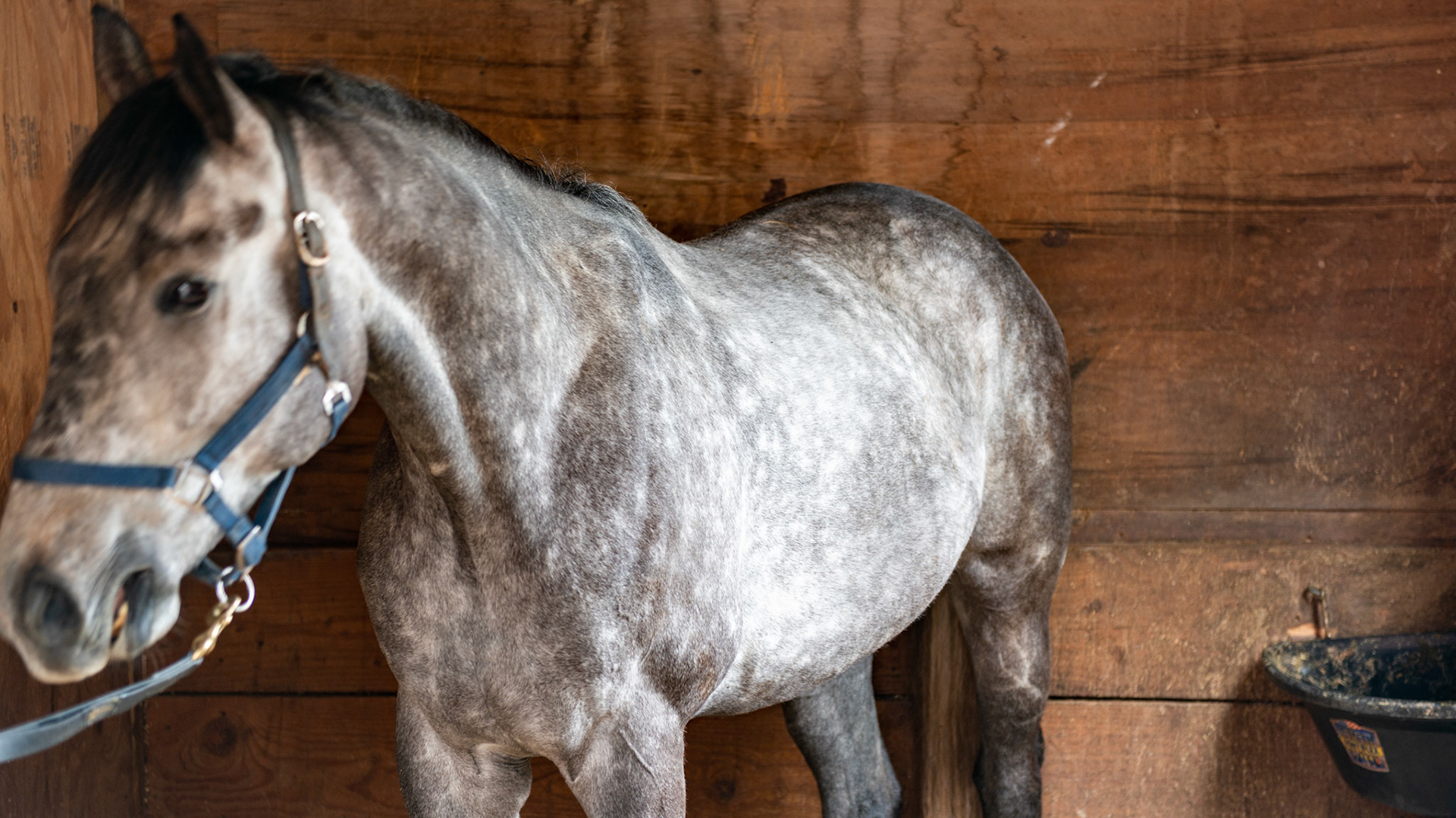 Horse B - BCS 6, A 4 yr old TB G with trauma 1 year earlier causing the loss of 101 and 102 plus deforming the lower incisors with a retained 81. In addition he was born with a parrot mouth.  Note his condition in the body shot showing that these incisors are not causing any eating issue.