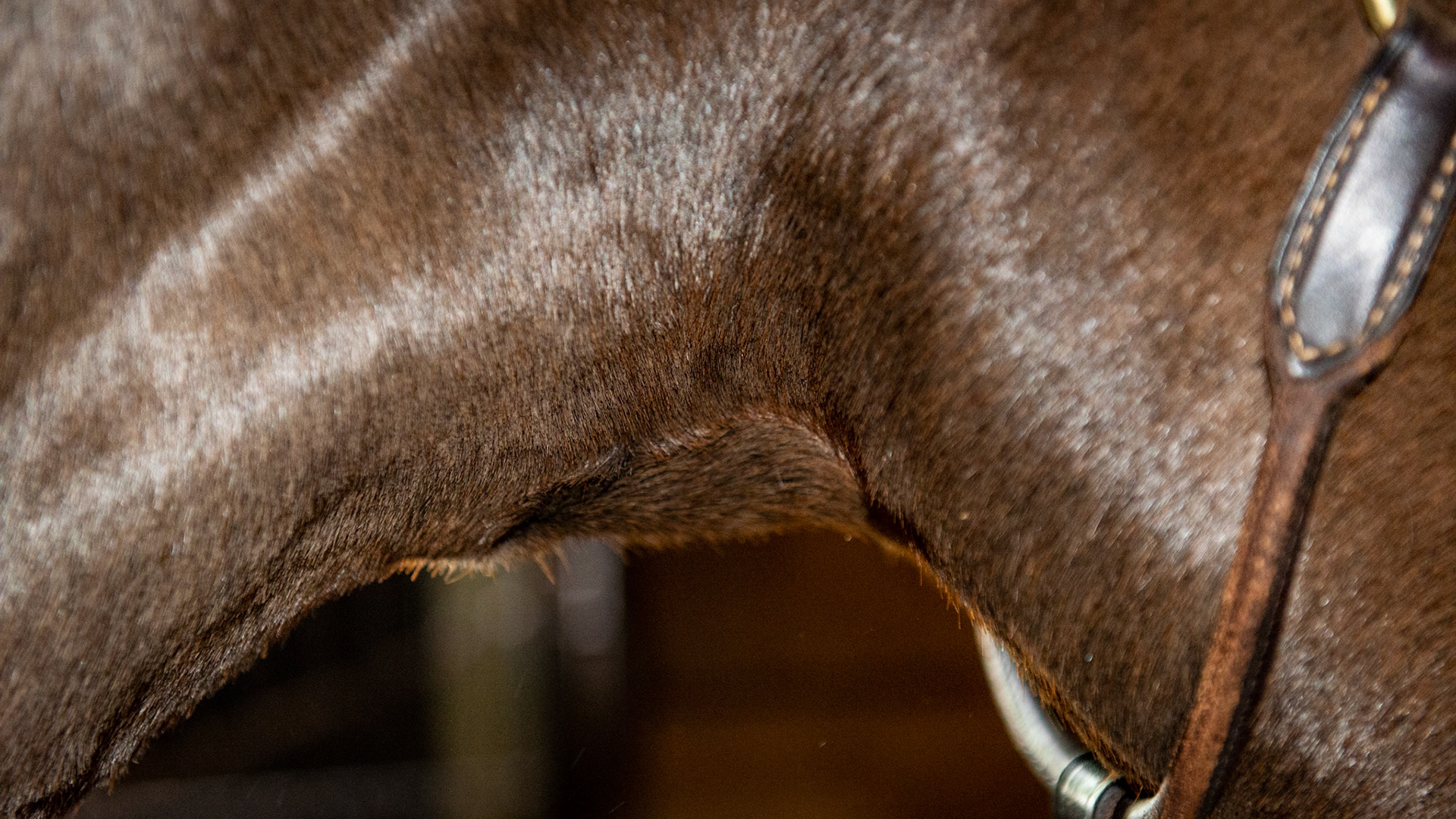 Enlarged left lobe of the thyroid gland in a 25 year old warmblood.  The horse shows no other signs of a thyroid condition and is not in any iodine supplements.  This right side appears OK.