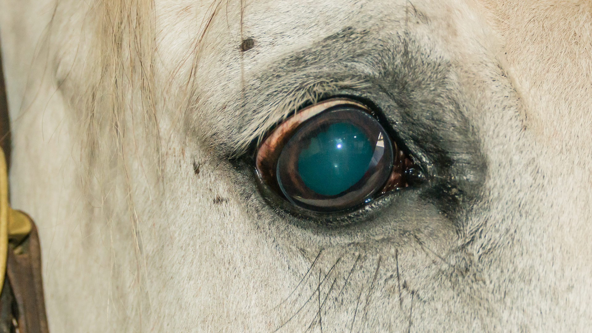 Horse A - An optic nerve tumor caused blindness in this horse at 6 years of age. Notice the dilated pupils in daylight because the horse does not recognize that there is any light. To him it is dark out.  There is no menace response (a hand is waved without wind creation in front of the eye).