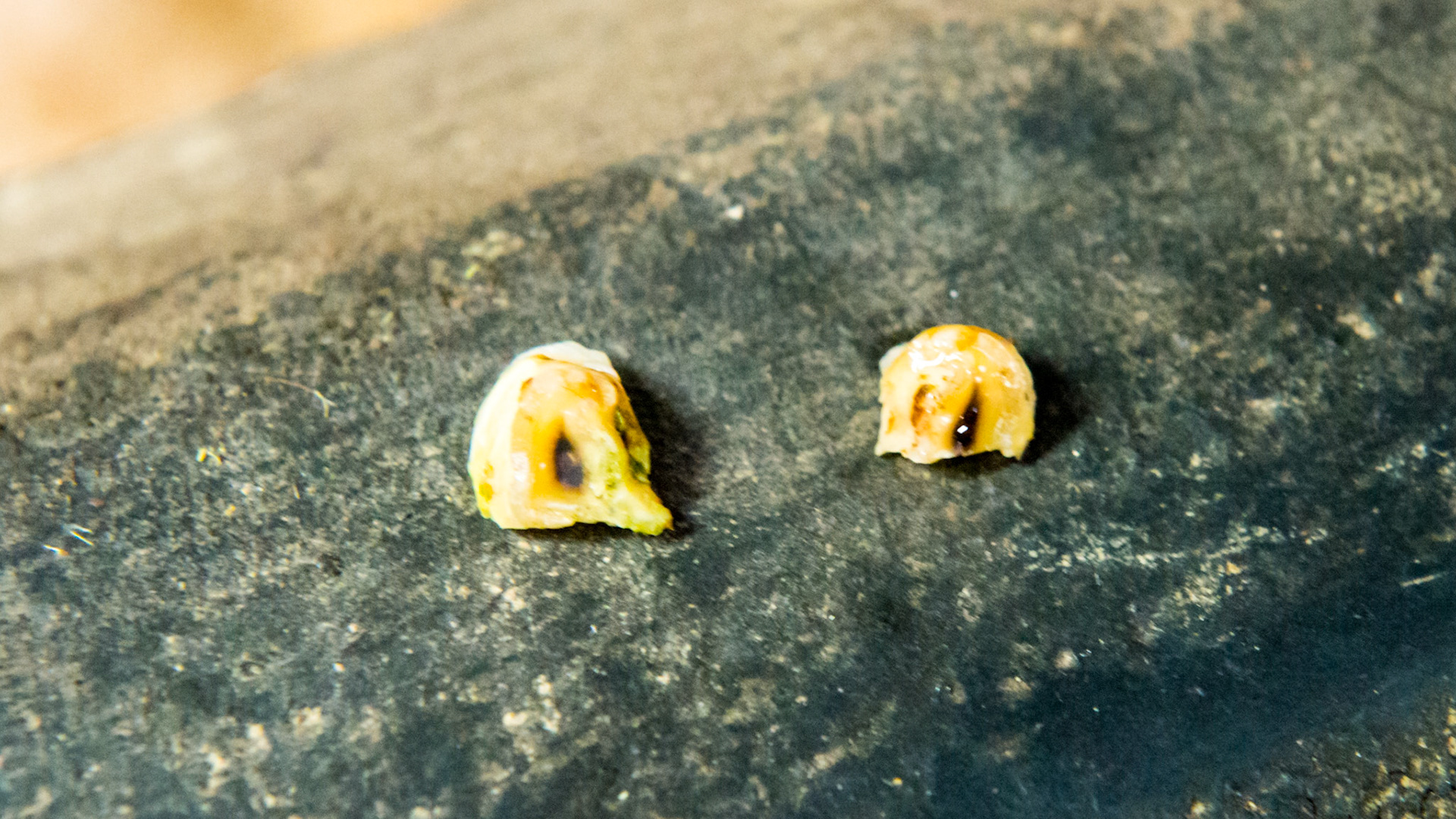 Small hooks (311 and 411) removed from a horse that objected to flexion at the poll.  #411 is on the left and was taller - one side taller is common.