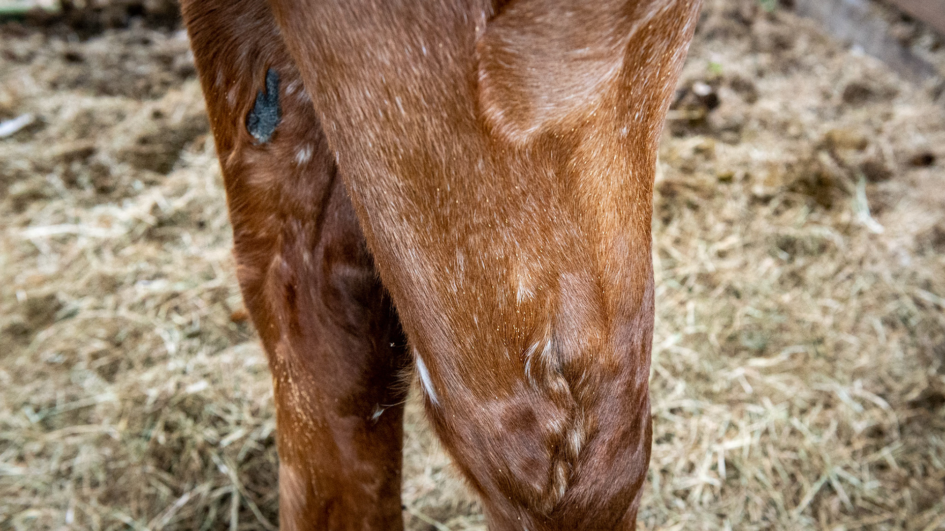 Bot eggs attached to the hairs of the horse above the carpus on the outside of the forelimb.