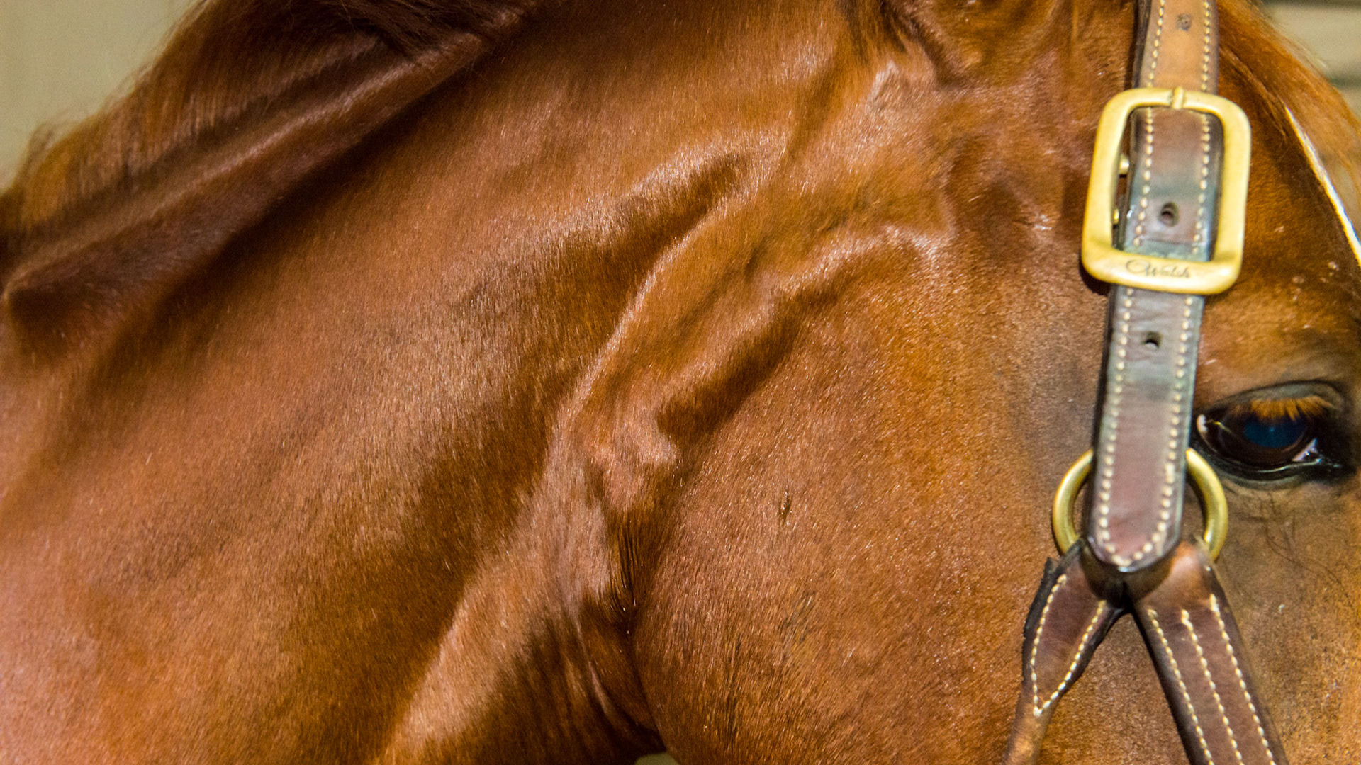 I believe this is a vein thrombosis (a blockage in the flow of blood in a vein causing the blocked blood fo enlarge the vessel) but is undiagnosed.  This was seen at a veterinary university where it was diagnosed as a blocked salivary duct by ultrasonography. They dissolved the blockage (by ultrasound I presume) but it did not resolve this swelling. It fluctuates in size but not by much. The owner has not investigated this any further and it does not seem to bother the horse. There was plenty of saliva in the mouth while floating.