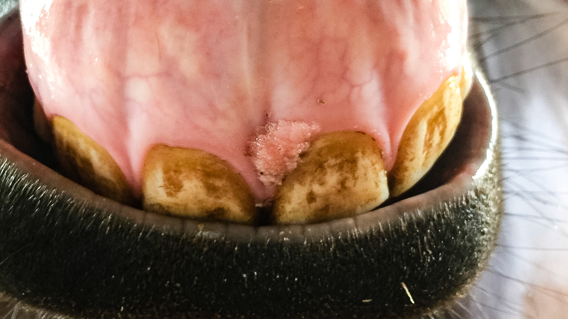 This was sent in by a client showing hyperplasia on the gum above 201. The cause is unknown and may be congenital or developmental but until a biopsy is done, the cause is unknown. The advice is to watch and observe if a biopsy is not wanted.