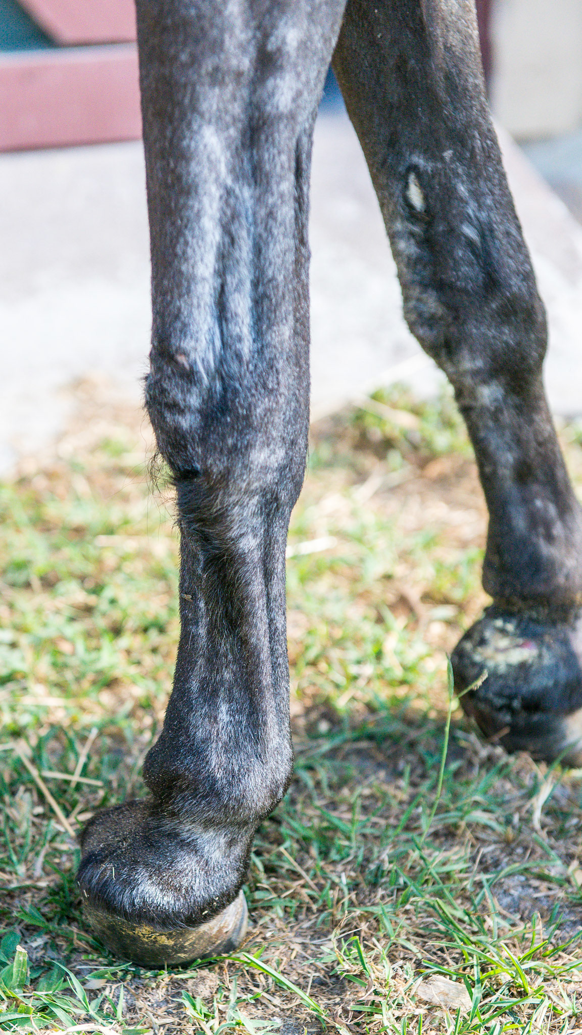 20 year old Shetland pony that 1st foundered 11 years ago. The deformity of the RF is from a deep digital tendon tenotomy (the surgical cutting of the deep digital tendon to relieve the pull on the laminitis coffin bone) that did not help her. Notice the shift of weight to the hind limbs. See the video for her movement. The question of Quality Of Life will occur when viewing these images, but the pony showed no desire to lay down and die.  She had not required any pain relieving drugs for over 10 days at this point. She had free movement about the farm with limited grazing to the weeds around the barn.