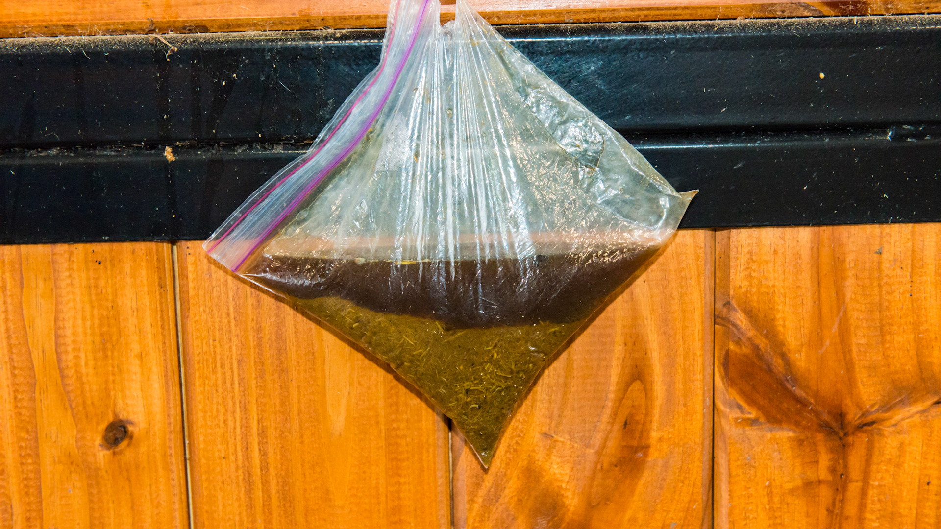 A bag filled with manure and water looking for sand in a horse with diarrhea.  There is no sand in the bag.  This horse had lived in Long Island, NY but moved to south Florida a few months ago.