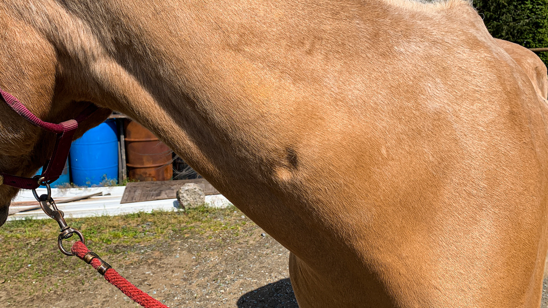 A neck dimple in a mature horse. Some people call this "God's thumbprint."