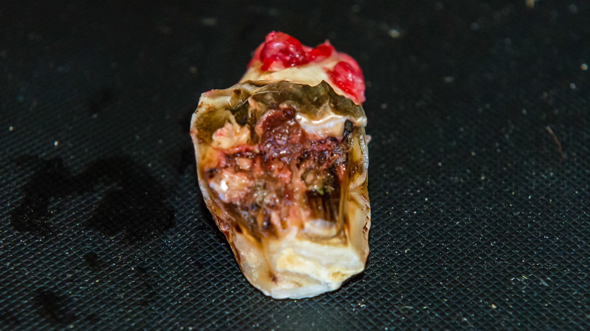 Examples of end stage teeth where the cheek tooth is held in place by only a few tufts of tissue (red). These teeth wiggle under finger pressure and are often extracted by fingers or a slight tug with forceps.