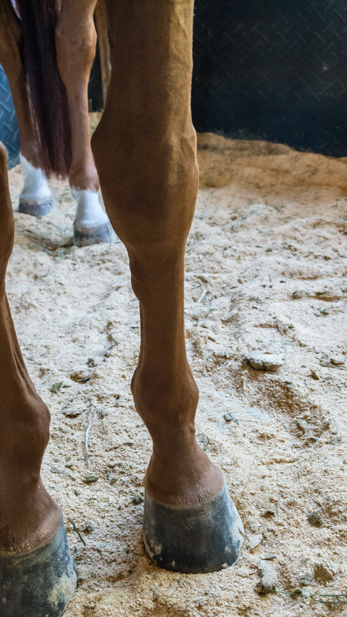 A medial splint seen on the inside of the cannon bone below the knee. This horse has bench knee conformation meaning the cannon bone is placed to the outside of the knee forming a “bench” above and to the outside of the knee forcing the horse’s weight to come down the inside of the cannon bone.  This added load causes the injury. Note the more vertical inside wall of the hoof while the outside wall slightly flares out. Also note the uneven coronary band. The hoof changes are a reaction to the uneven load top the hoof caused by the bad conformation of the cannon to the forearm.