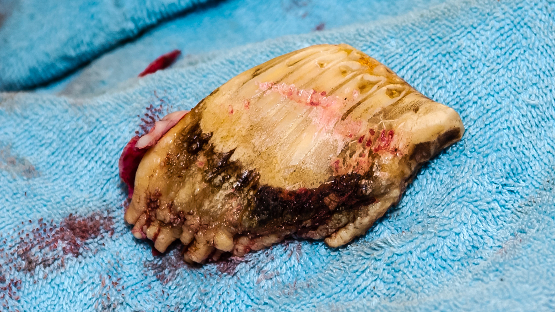 A warthog I have worked on.