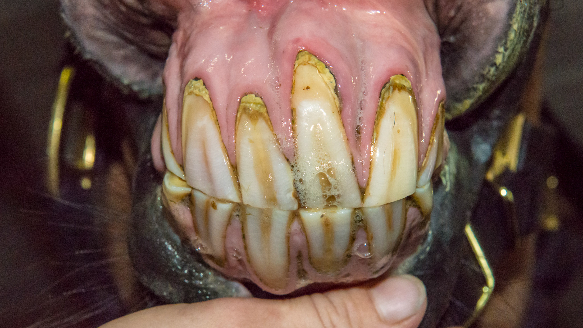 EOTRH horse 10 - 4/11/1993 = 20yr = W (partial) TB G - Receding gum line, bulbous incisors, thickening of the gum line.