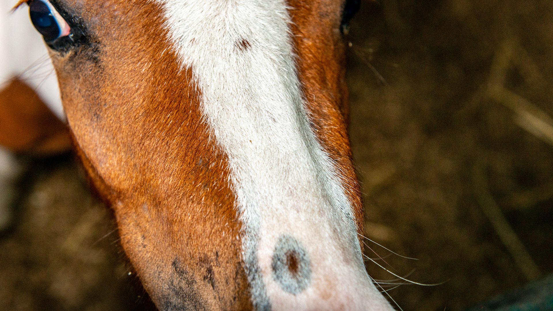Maxillary (upper jaw) eruption lumps