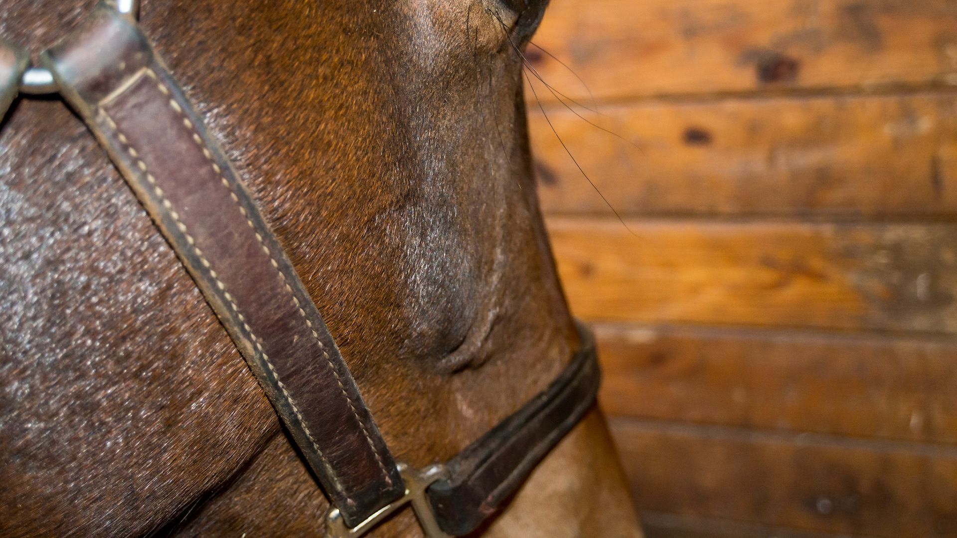 Maxillary eruption lumps