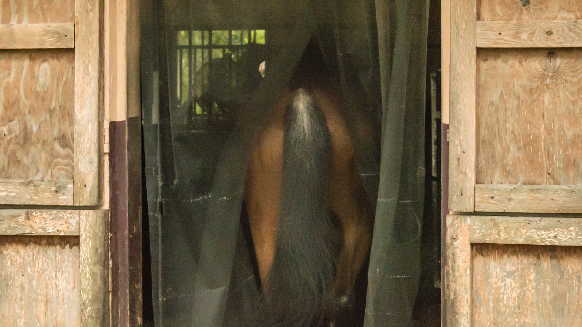 4 of 5 - Screen covers stall door access to paddock. The horse easily walks through the parted curtain.