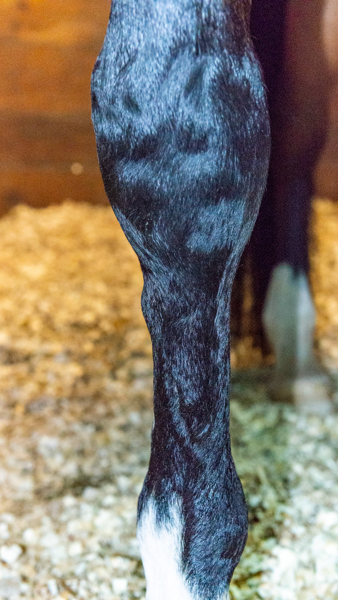 High medial splint of the LF cannon bone.