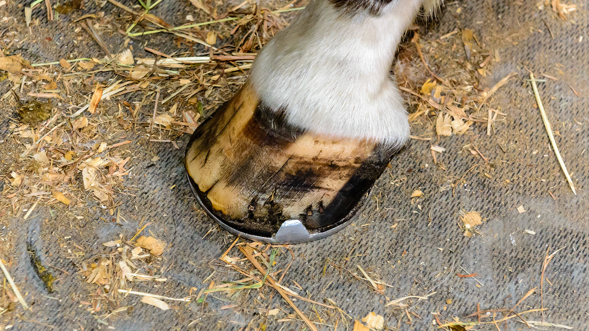 Poor hoof condition includes deformed hoof walls, splayed sides, cracked walls, cracked surfaces and edges, multiple rings and shifted lamellae and tubules. To me the cause comes from a chronic protein deficiency because the hoof is all protein (keratin) with 24% consisting of the one amino acid cystine with its unique disulfide bonds.  These bonds give strength to the hoof eliminating these signs of deficiency once added to the diet for a year. See the associated blogs.