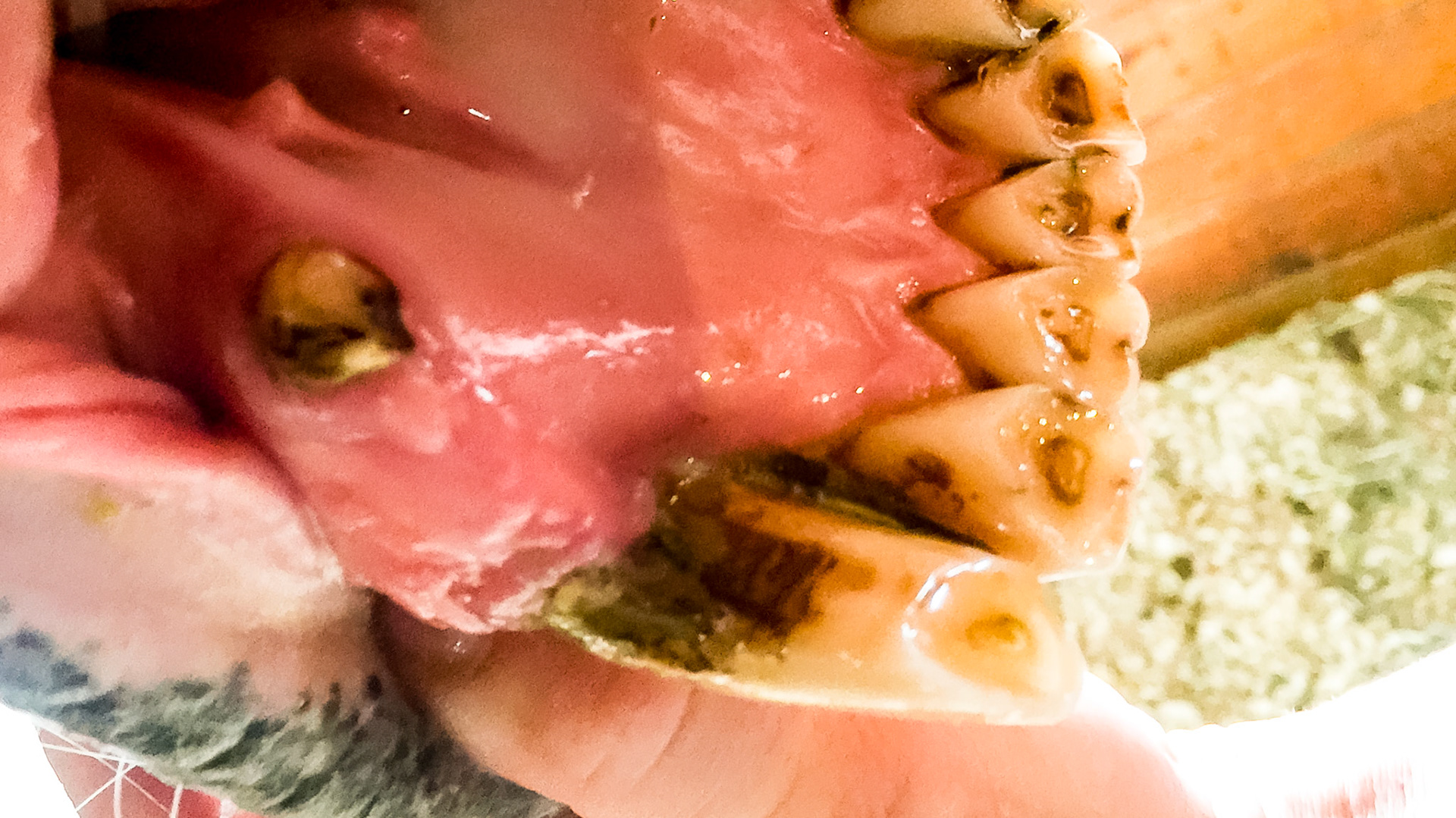 EOTRH horse 22 - client images of their horse with signs of EOTRH.