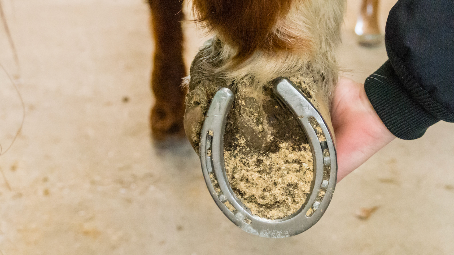 23 year old QH injured as a foal (unknown cause and treatment). Sound with shoeing.