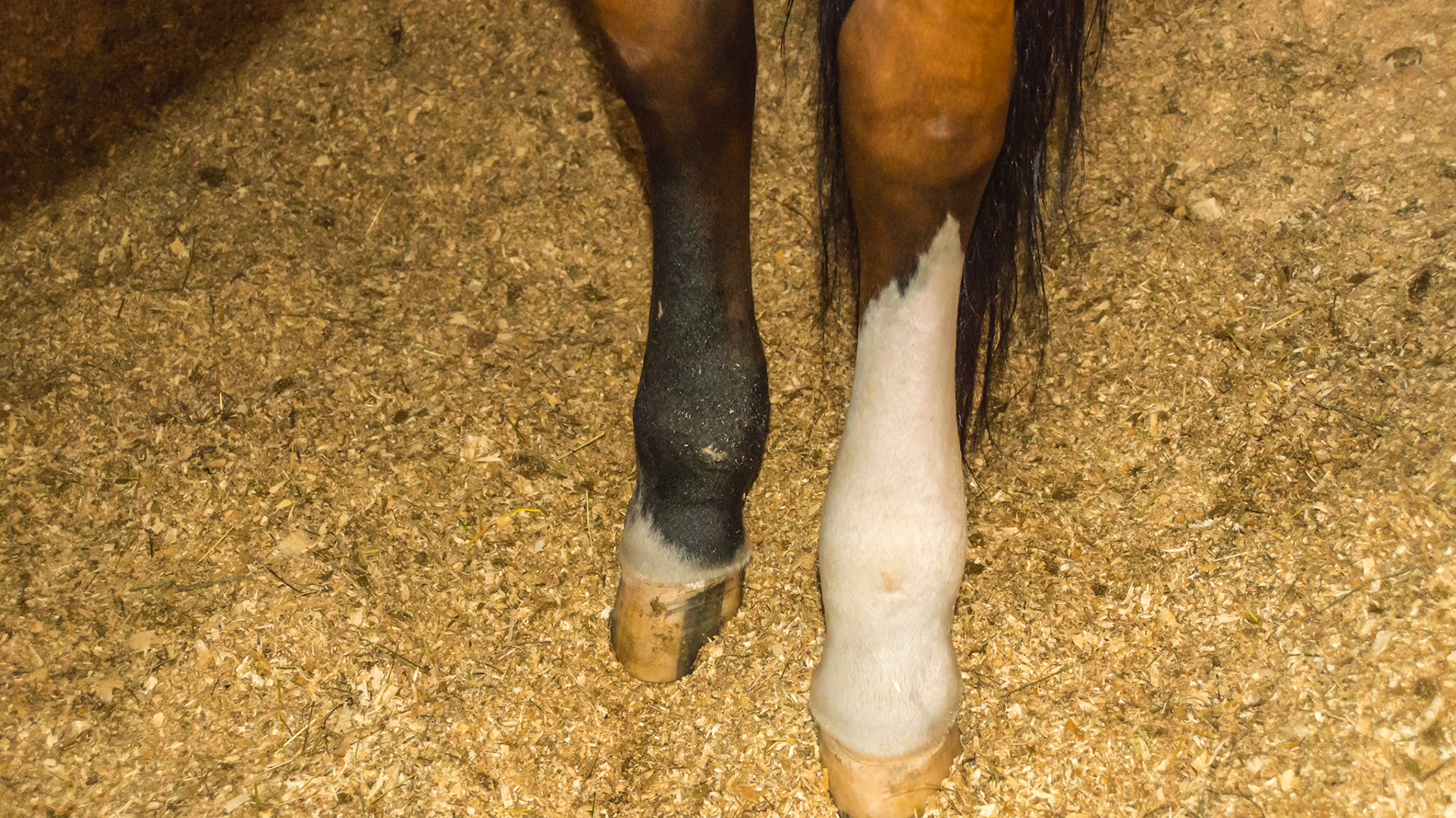 Both hind limbs are filled with edema from the hock down to the coronary band. Finger pressure leaves an indentation and is called pitting edema.