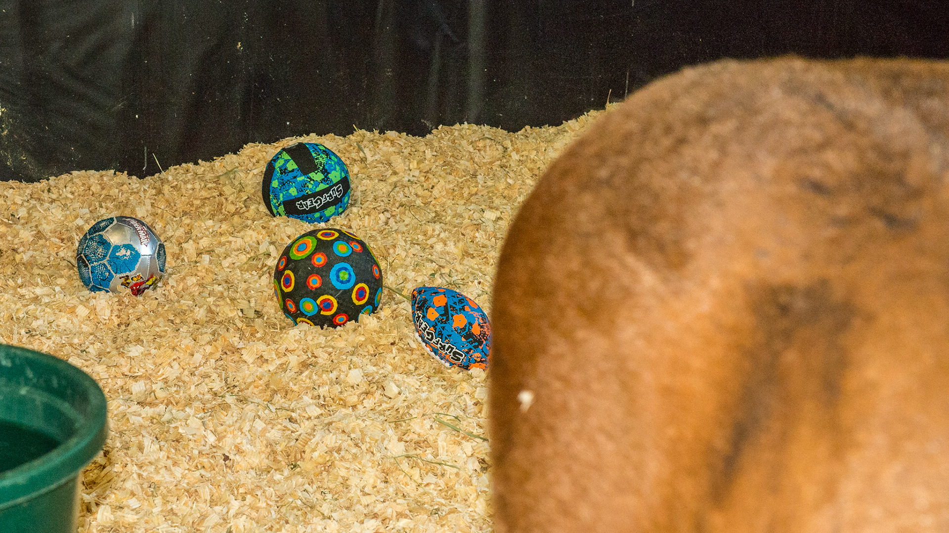 An orphan foal - mare was sold the day after foaling and he was weaned at 1 day old. This foal manager feeds this foal every 2 hours with fresh goat milk out of a bucket plus hay and pasture. All of these toys are essential according to the manager to fill in the lonely times between feeding. She believes that rented nurse mares, unless they are exceptional, have no vested interest in the foal.  I agree.