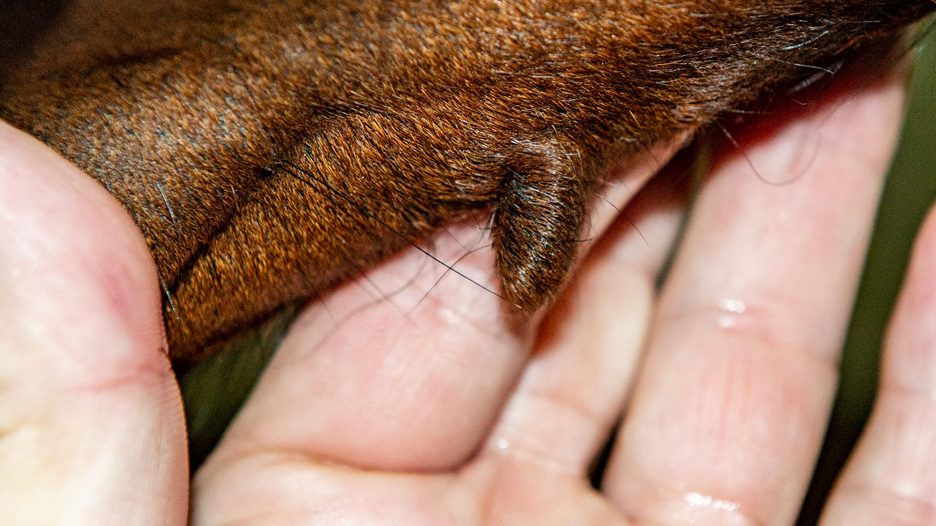 Soft, fat filled growth of hair covered skin on the underside of the jaw. Congenital (there from birth).
