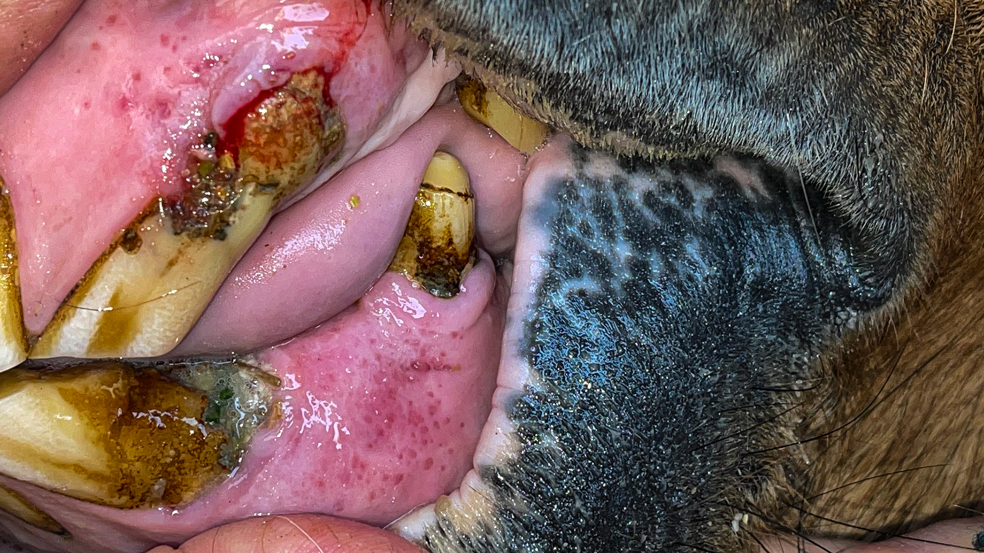 Moderate EOTRH in one horse affects canines and incisors: receding and hypertrophied gums, vascular lesions (red dots), and enlarged tooth roots.