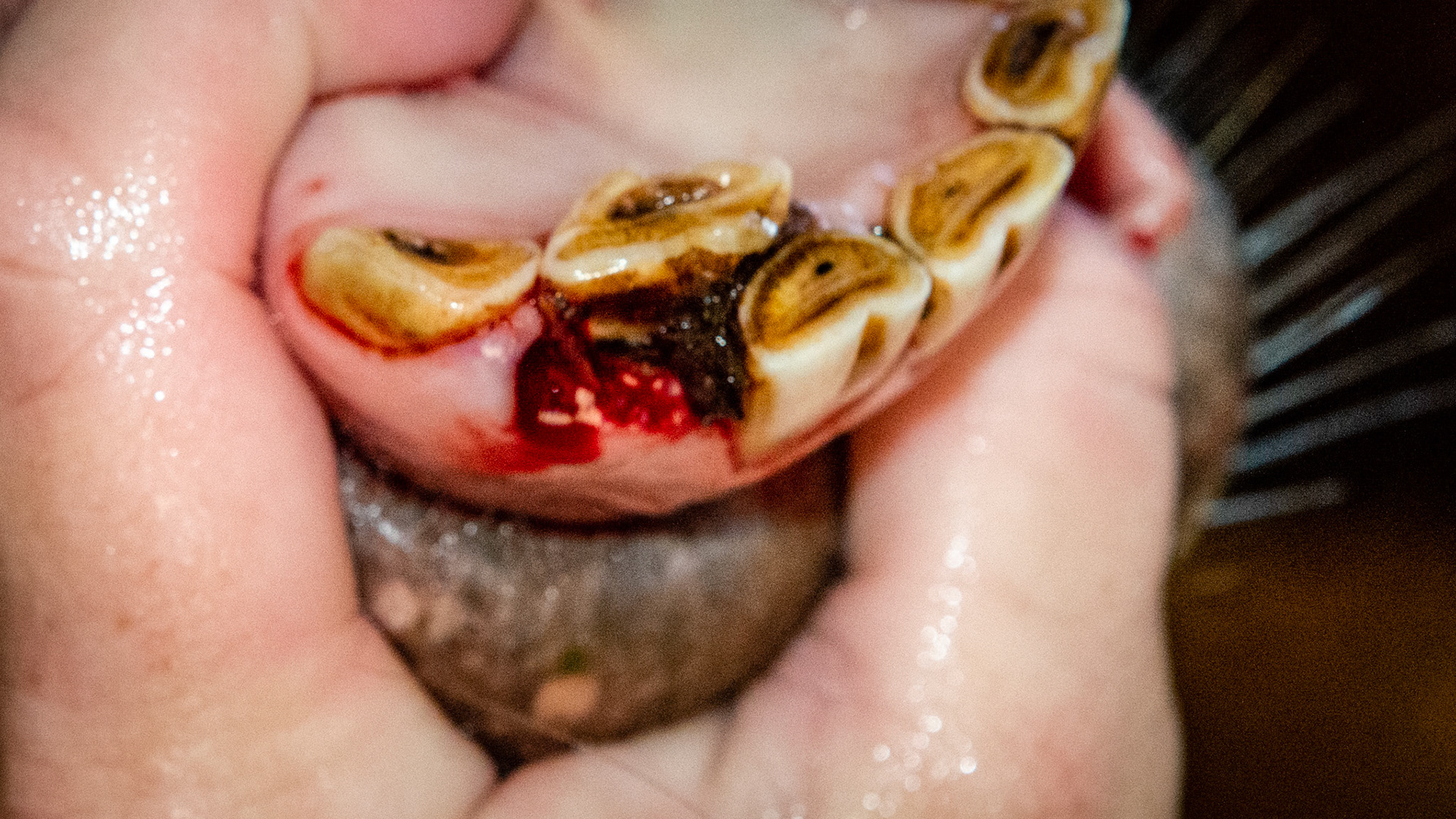 Incisor cap extractions horse 6 - 82 cap retained with displacement of 42. Cap removed.